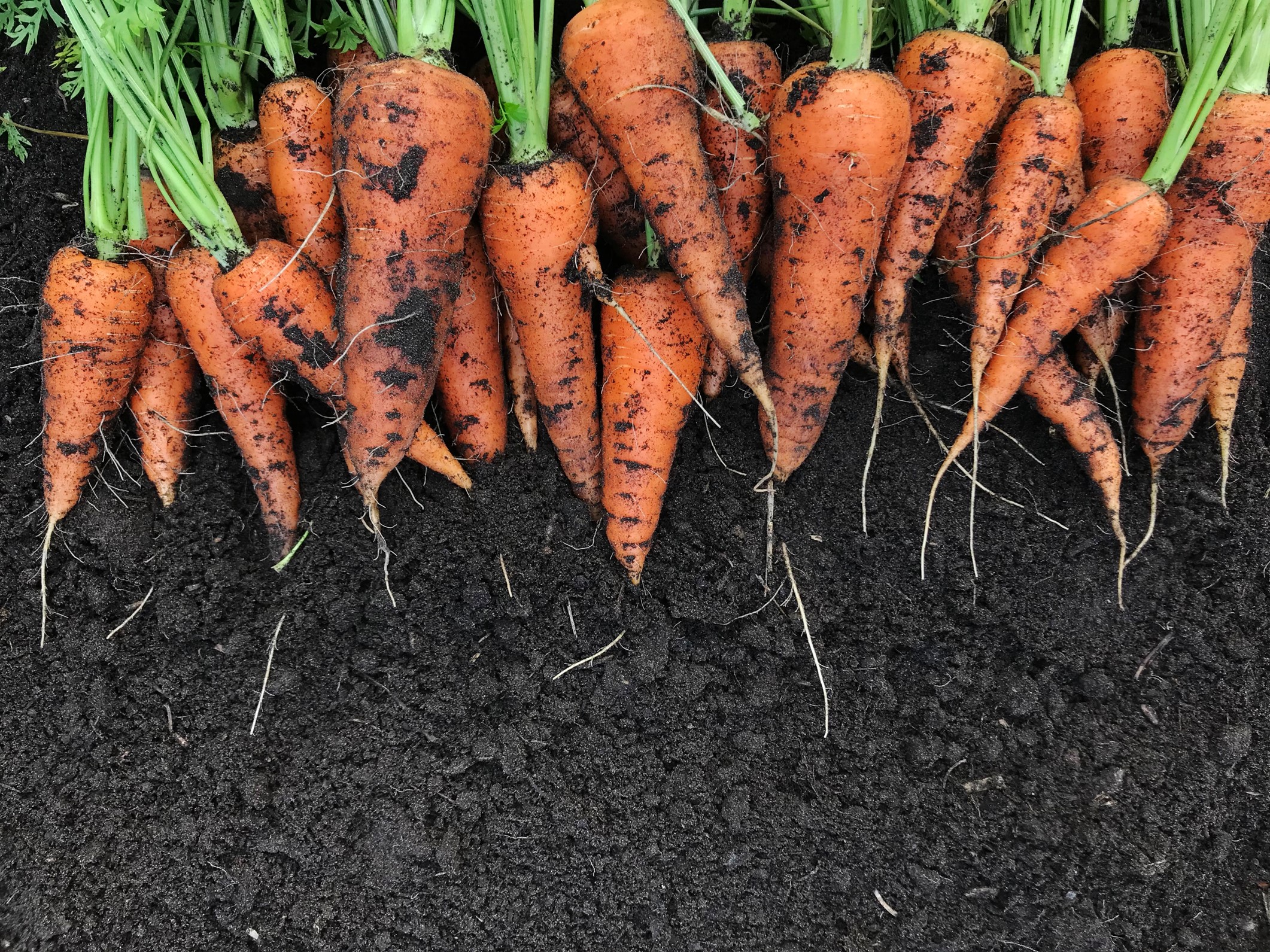 Alihankinnalla luomua ammattikeittiöön